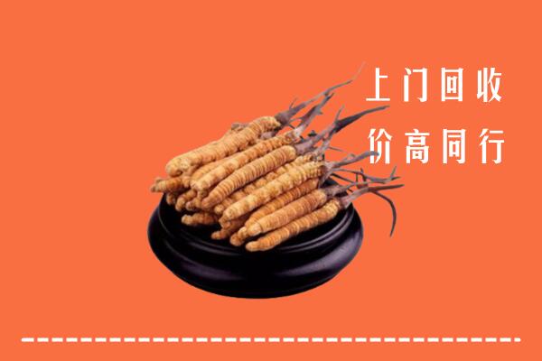 高价求购：吉林回收散虫草